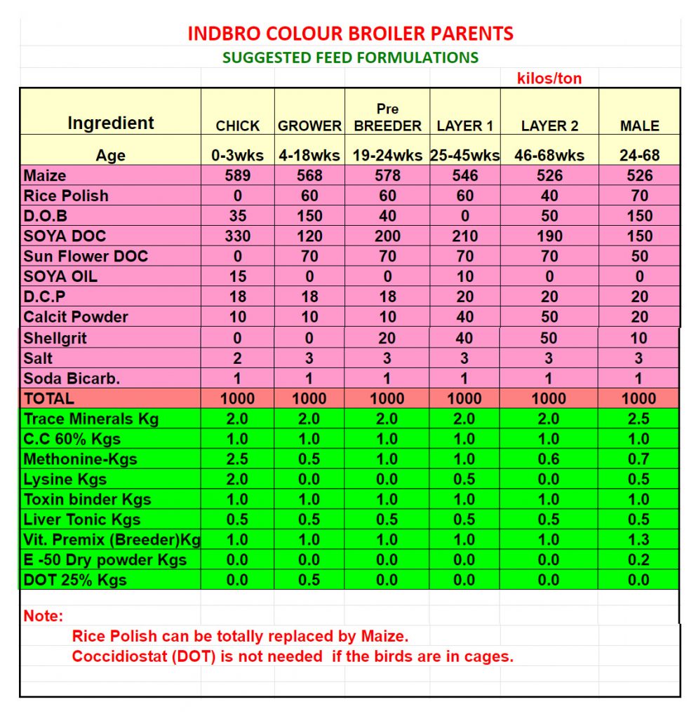 indbro-colored-broilers-parents-indbro